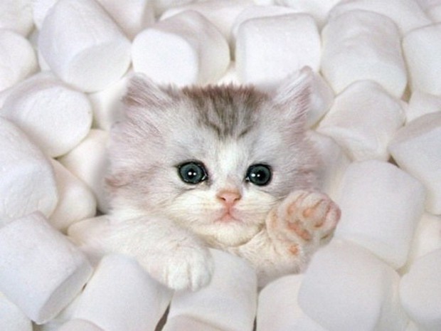 marshmellow-kitten-big