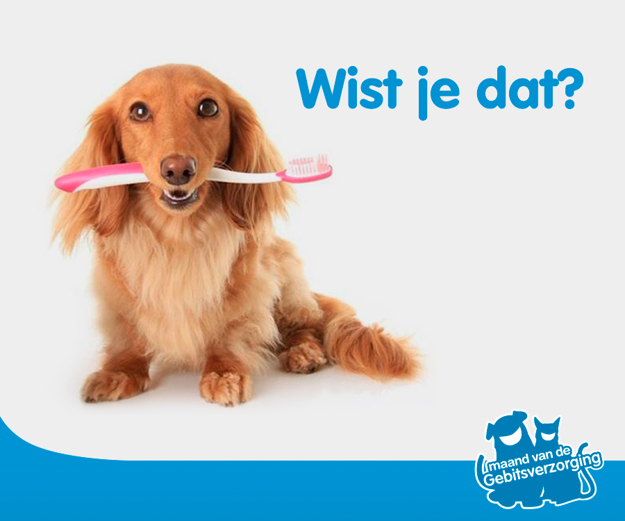 wist je dat hond