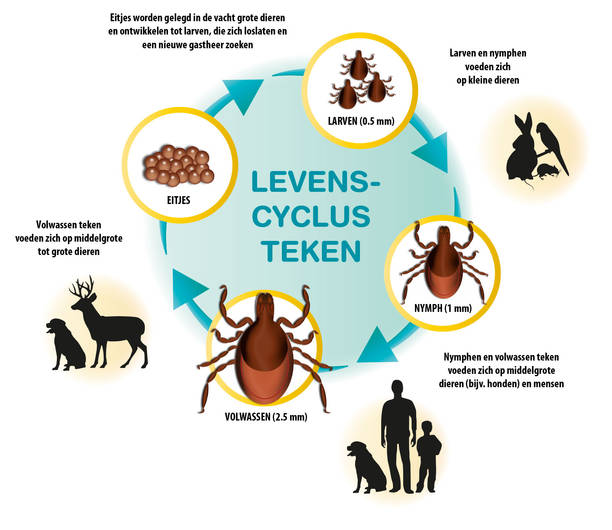 tick-life-cycle3